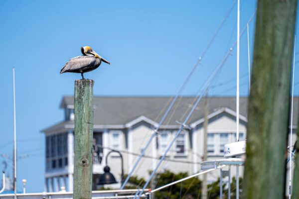 Kitty Hawk vs. Corolla vs. Duck for Second-Home Buyers