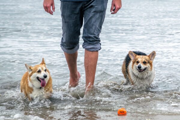 Outer Banks Towns for Dog Owners